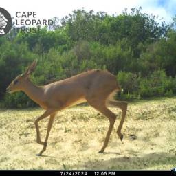 Steenbok